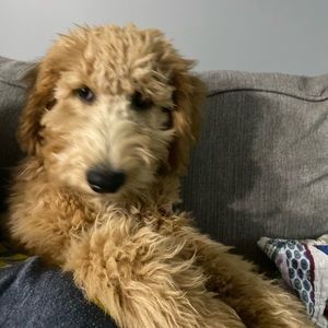 Meet your Posher, Chris